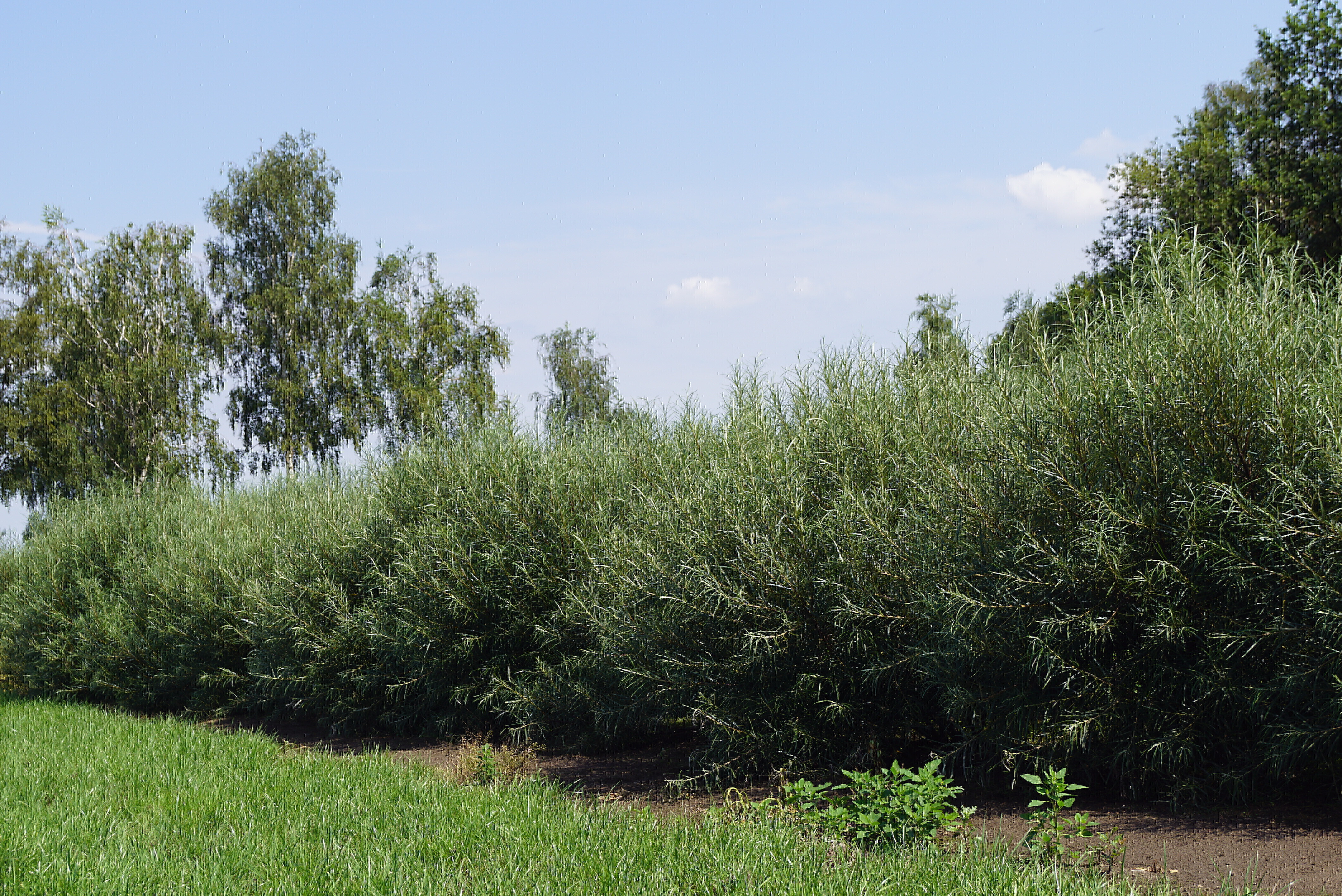 Salix rosmarinifolia (5)